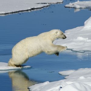 Polar Bear 2 40in x 40in.jpg